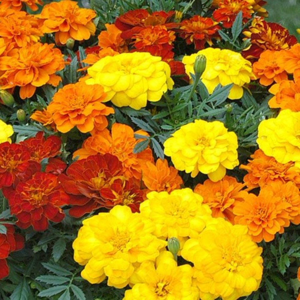 marigold french mix