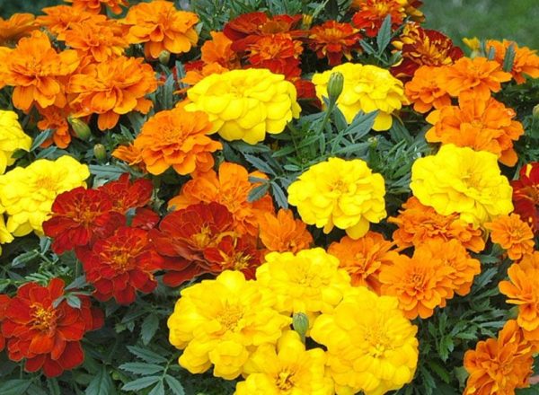 marigold french mix