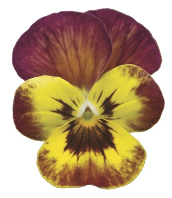 VIOLA COPPERFIELD | MG Webber West Country Grown Ltd.