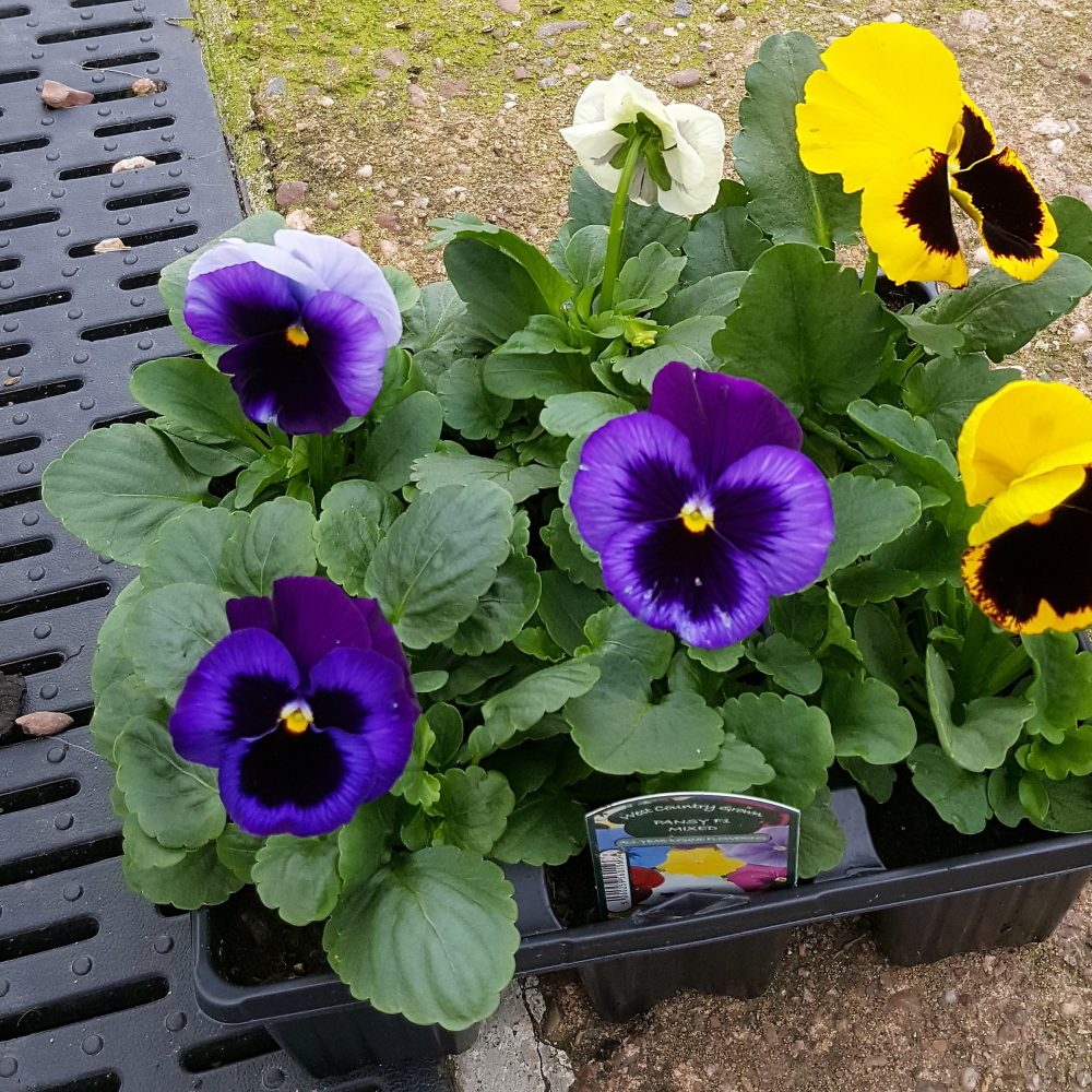 Pansy (77)