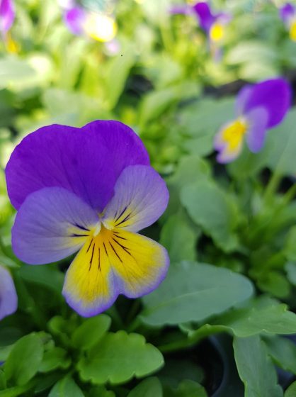 Viola Blue Purple Wing