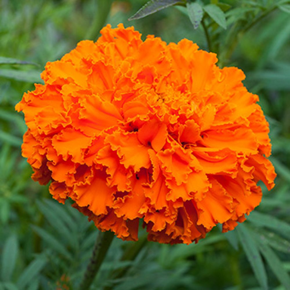 Marigold African Orange