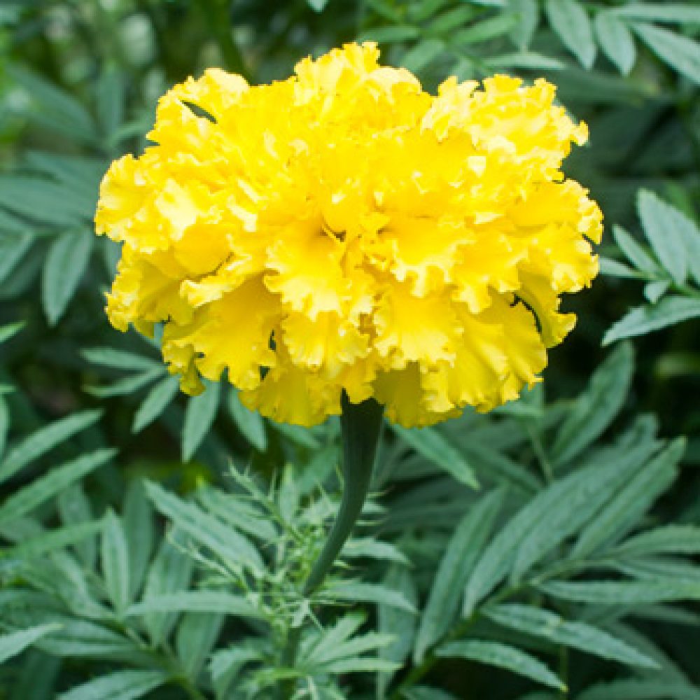 MArigold african yellow