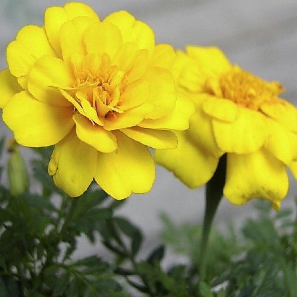 French Marigold Yellow