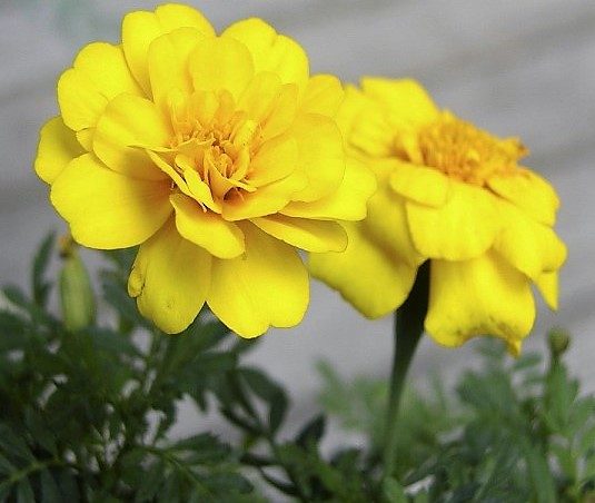 French Marigold Yellow