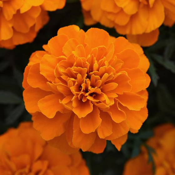 marigold french orange