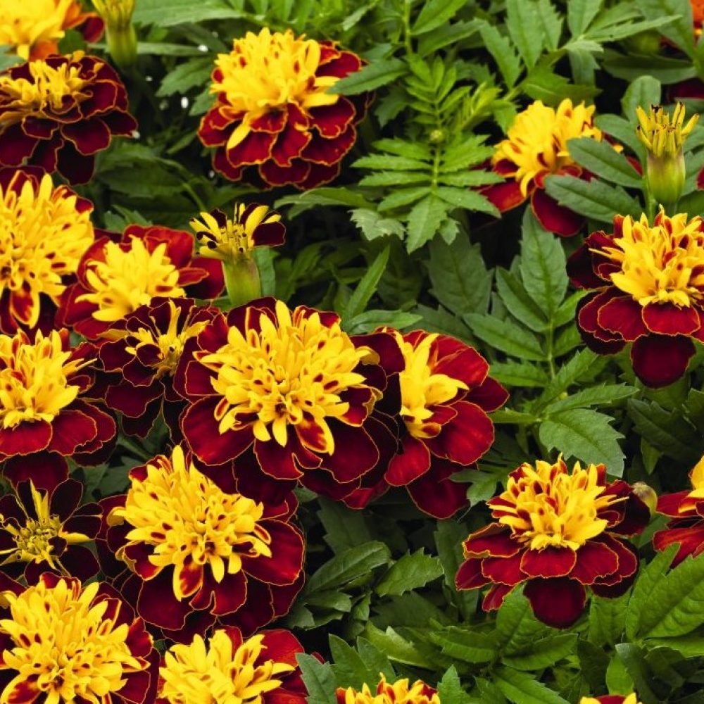 marigold french spry