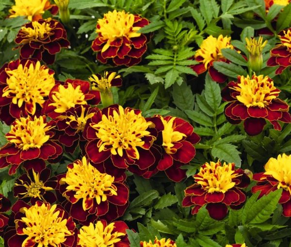 marigold french spry