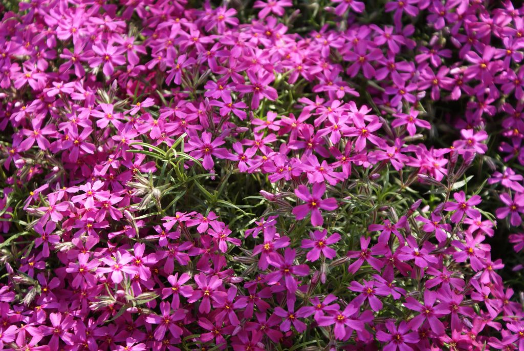 PHLOX SUBULATA SAMSON | MG Webber West Country Grown Ltd.