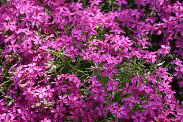 phlox-subulata-SAMSON