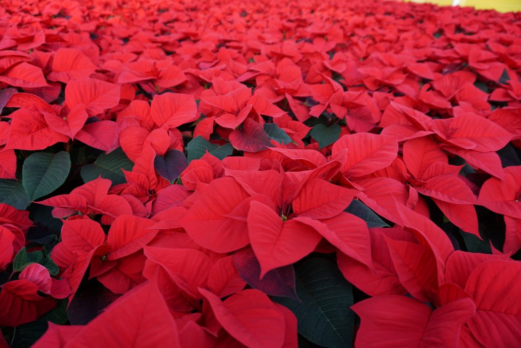 Poinsettia Colours 2019 | MG Webber West Country Grown Ltd.